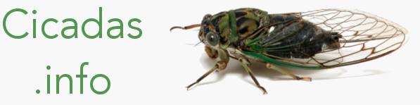 Cicadas.info
